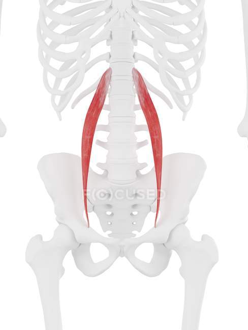 Human skeleton with red colored Psoas minor muscle, digital illustration. — Stock Photo