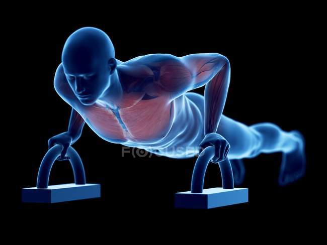Musculatura del hombre haciendo flexiones, ilustración digital . - foto de stock
