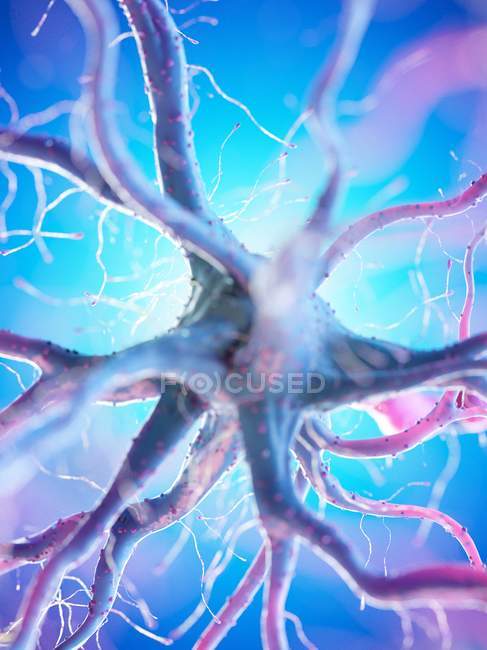 Célula nerviosa con muchas dendritas sobre fondo azul, ilustración digital
. - foto de stock