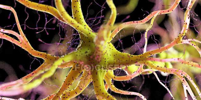 Célula nerviosa de color amarillo sobre fondo oscuro, ilustración digital
. - foto de stock