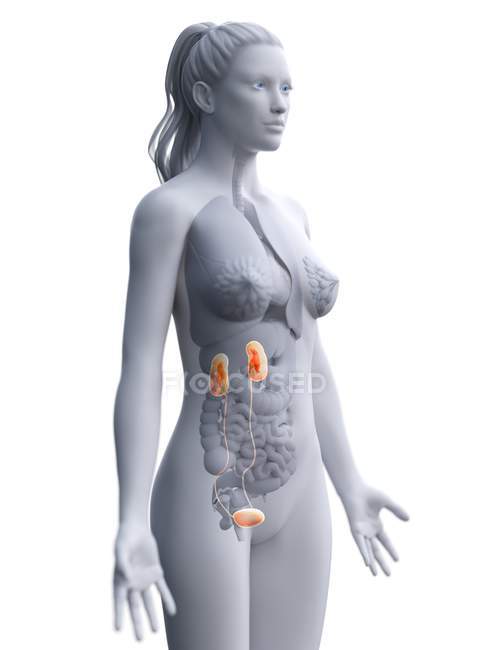 Anatomia feminina mostrando ligação de rins e bexiga, ilustração de computador
. — Fotografia de Stock