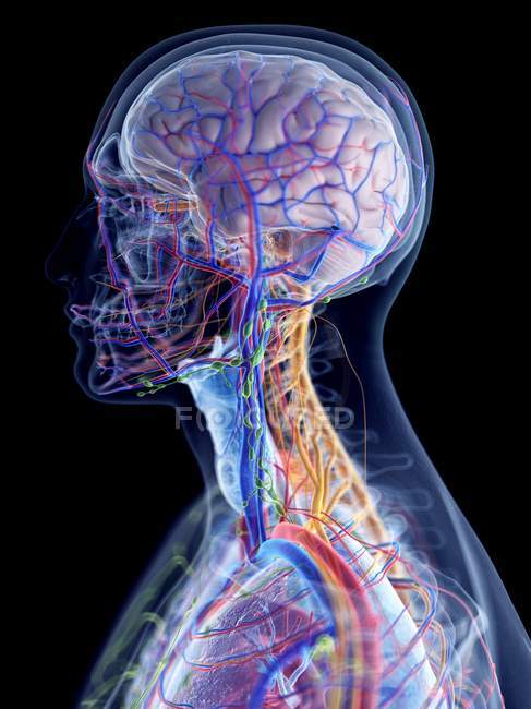 Anatomie masculine de la tête et du cou et vaisseaux sanguins, illustration par ordinateur . — Photo de stock
