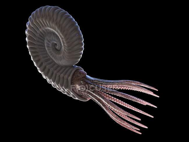 Uraltes Ammoniten-Tier auf schwarzem Hintergrund, Computerillustration. — Stockfoto