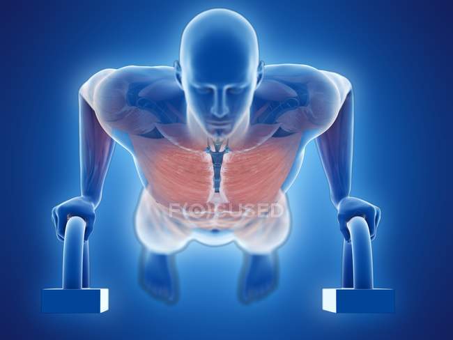 Muskulatur des Menschen beim Liegestütz, digitale Illustration. — Stockfoto