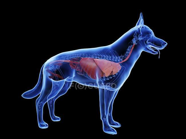 Anatomie du chien avec organes visibles sur fond noir, illustration numérique . — Photo de stock