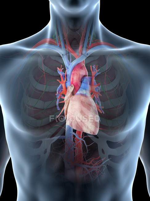 Anatomia do coração no tórax masculino, ilustração computadorizada . — Fotografia de Stock