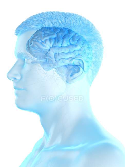 Anatomy of male body with visible brain, digital illustration. — Stock Photo