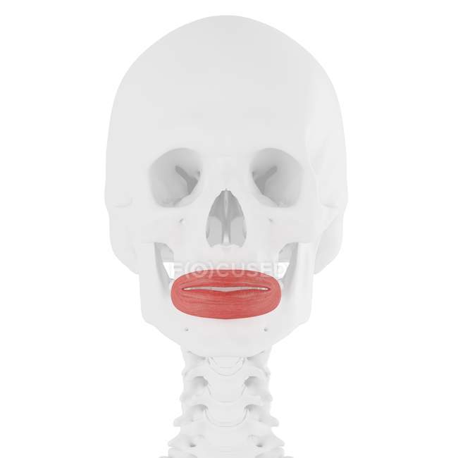 Esqueleto humano con músculo orbicular de color rojo, ilustración digital . - foto de stock