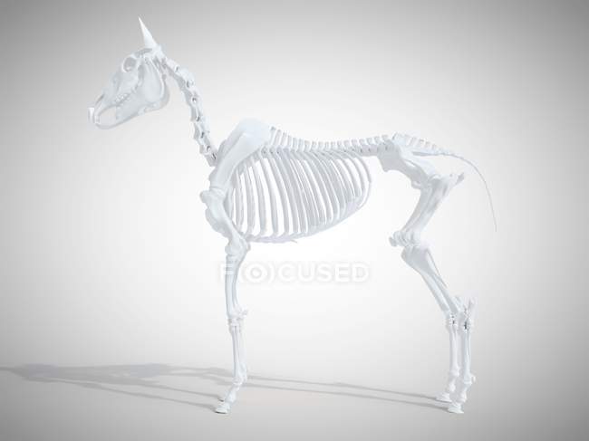 Esqueleto de caballo, representación 3D realista . - foto de stock
