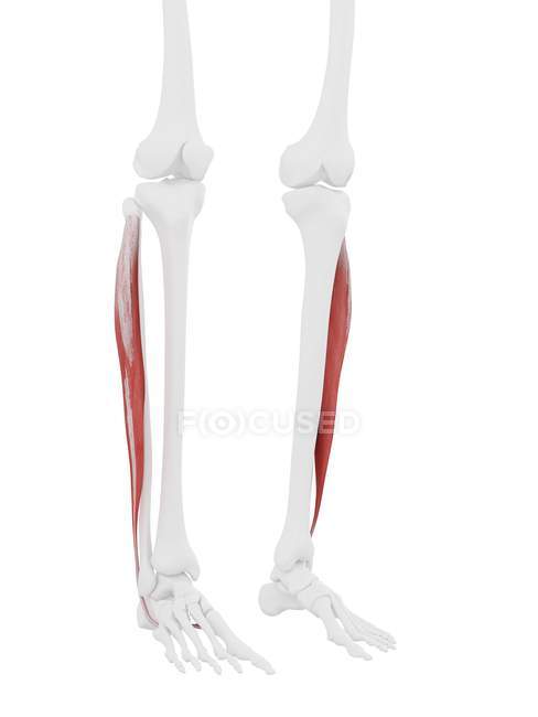 Human skeleton with red colored Peroneus longus muscle, digital illustration. — Stock Photo