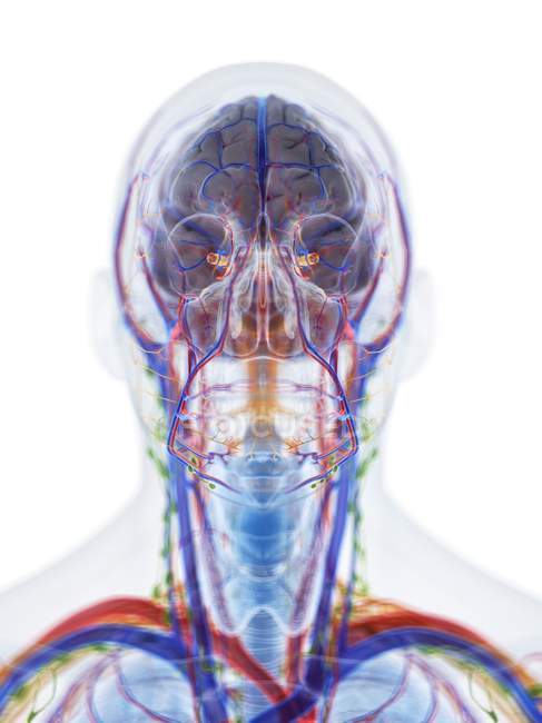 Anatomía y vasos sanguíneos masculinos de cabeza y cuello, ilustración por computadora . - foto de stock