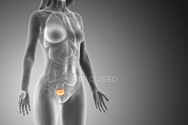 Сечовий міхур в абстрактному жіночому тілі на сірому тлі, комп'ютерна ілюстрація. — стокове фото