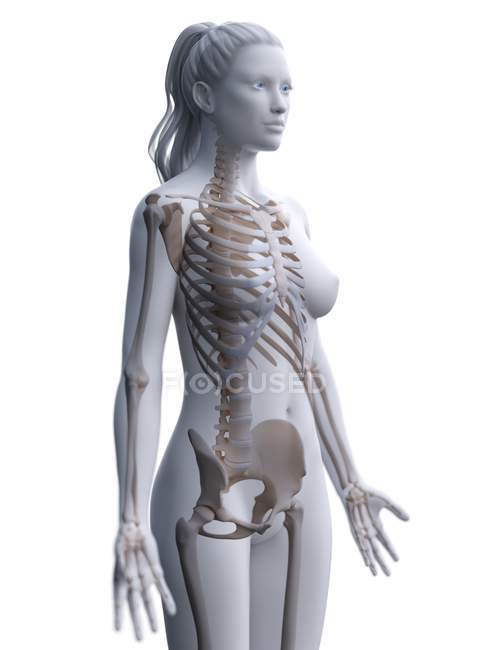 Esqueleto femenino en silueta de cuerpo transparente, ilustración digital . - foto de stock