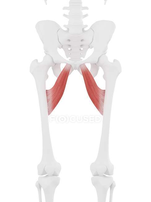 Часть скелета человека с подробным красным Adductor Brevis мышцы, цифровая иллюстрация
. — стоковое фото