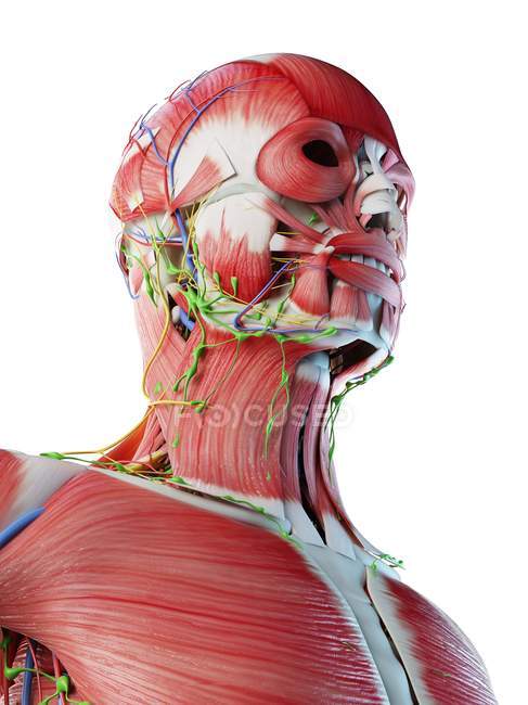 Anatomia e muscolatura della testa e del collo maschile, illustrazione digitale . — Foto stock