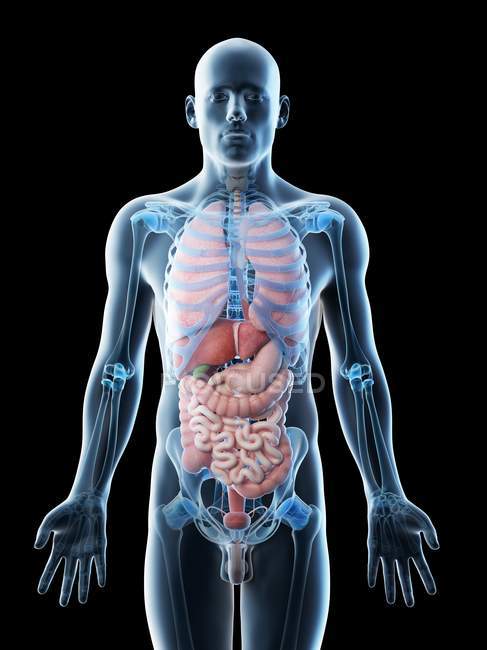 Modelo corporal transparente que muestra anatomía masculina y órganos internos, ilustración digital . - foto de stock
