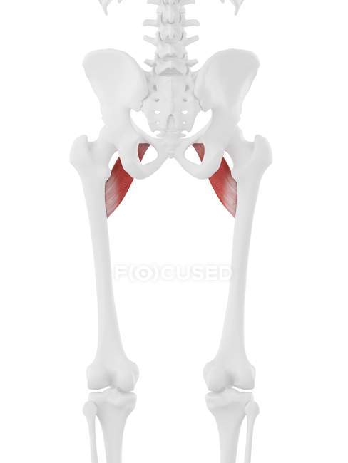 Human skeleton with red colored Pectineus muscle, digital illustration. — Stock Photo