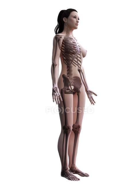Силуэт женского тела с видимым скелетом, цифровая иллюстрация
. — стоковое фото
