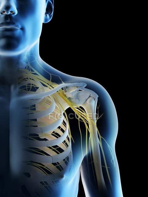 Anatomia de nervos de ombro em silhueta de corpo masculino, ilustração de computador . — Fotografia de Stock