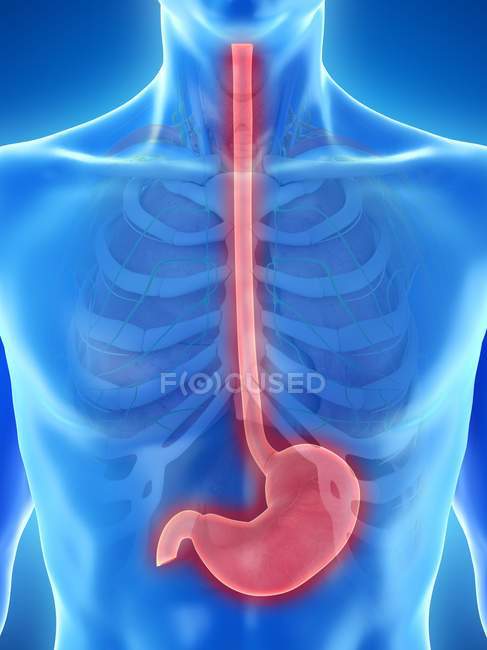Anatomie de l'estomac dans le corps masculin abstrait, illustration par ordinateur
. — Photo de stock