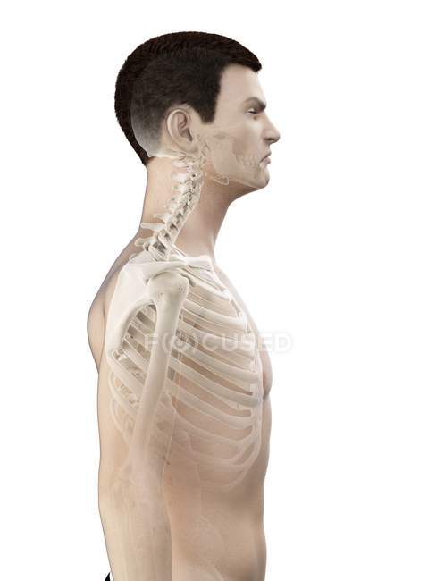 Silhueta masculina mostrando anatomia do pescoço, ilustração digital . — Fotografia de Stock