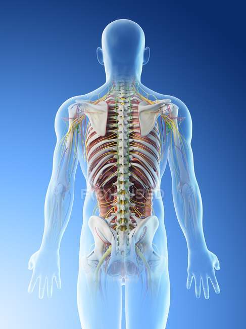 Male back anatomy and skeletal system, computer illustration. — science ...