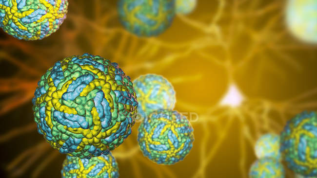 Partículas del virus del Zika transmitidas por picadura de mosquito y neuronas, ilustración digital . - foto de stock