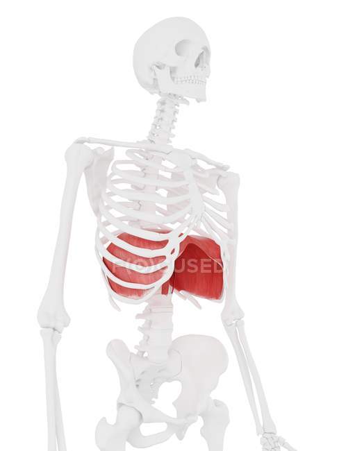 Diafragma en el cuerpo del esqueleto humano, ilustración digital . - foto de stock