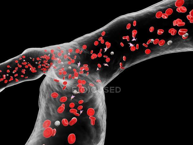 Абстрактные кровеносные сосуды с белыми и красными клетками крови, цифровая иллюстрация
. — стоковое фото