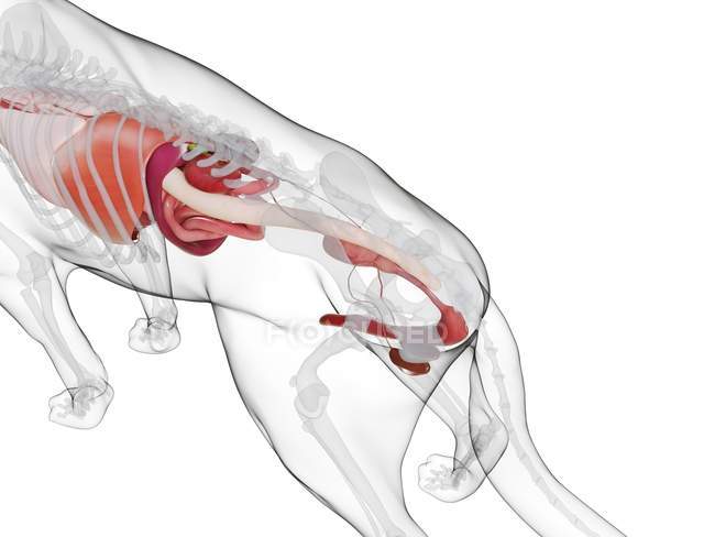 Anatomie du chien avec organes visibles sur fond blanc, illustration numérique . — Photo de stock