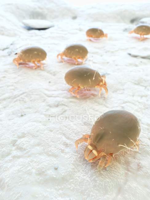Illustration numérique colorée des acariens parasites de la poussière
. — Photo de stock