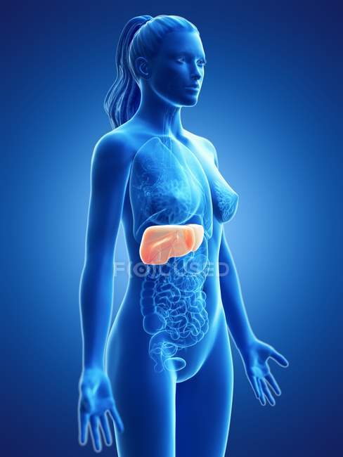 Silueta femenina con hígado detallado sobre fondo azul, ilustración por ordenador . - foto de stock