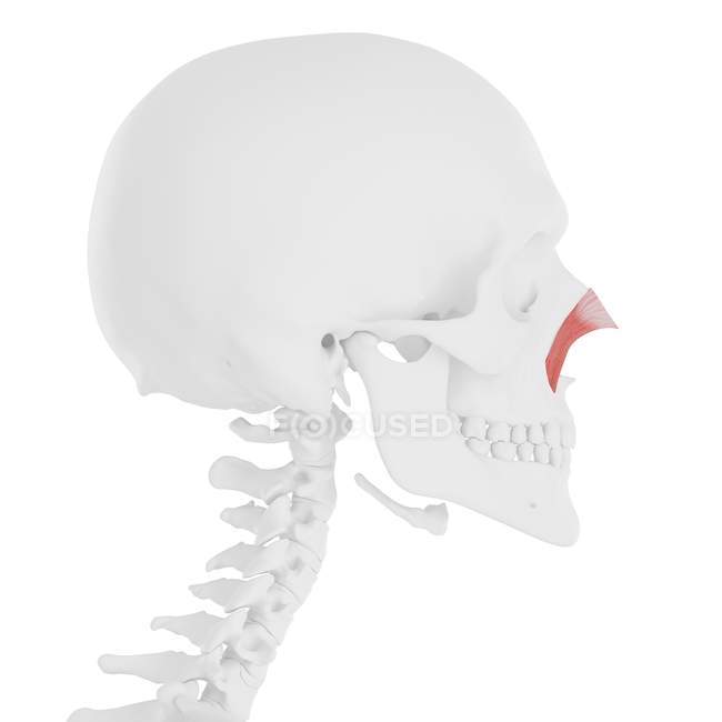 Squelette humain avec muscle transversal Nasalis de couleur rouge, illustration numérique
. — Photo de stock