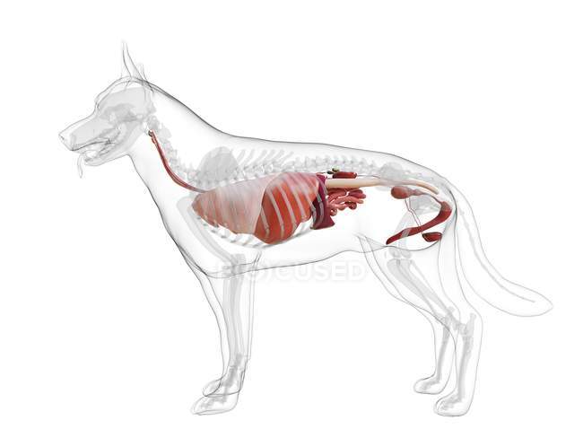Anatomie du chien avec organes visibles sur fond blanc, illustration numérique . — Photo de stock