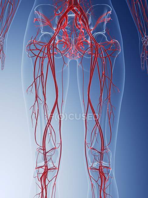 Estructura del sistema vascular femenino de las piernas, ilustración por computadora
. - foto de stock