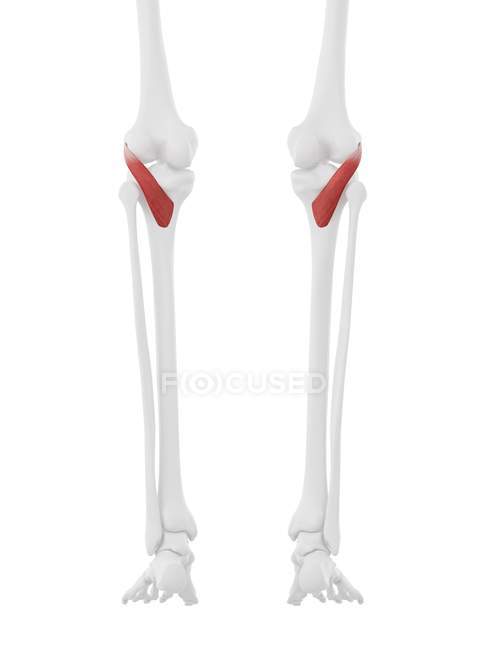 Human skeleton with red colored Popliteus muscle, digital illustration. — Stock Photo