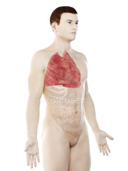 Pulmones en anatomía del cuerpo masculino, ilustración por computadora
. - foto de stock