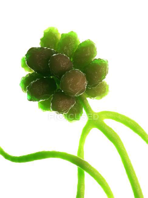 Stachybotrys fungo su sfondo bianco, illustrazione digitale . — Foto stock