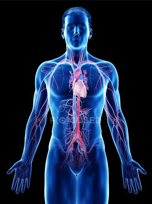 Cuerpo masculino con sistema vascular visible, ilustración por ordenador
. - foto de stock