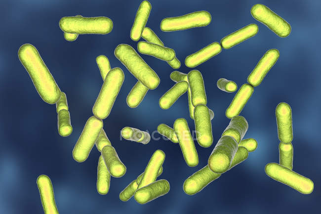 Зеленый пробиотик в форме стержня грамположительной аэробной бактерии Bacillus clausii восстанавливает микрофлору кишечника
. — стоковое фото