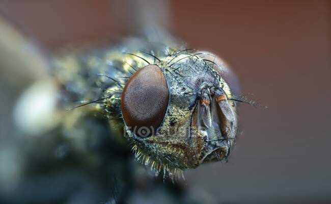 Enfoque selectivo de la cabeza de mosca, macrofotografía. - foto de stock