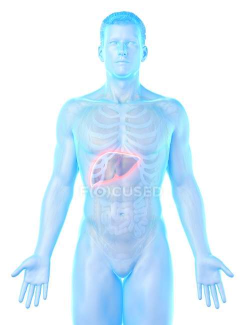 Anatomía del hígado en silueta corporal masculina, ilustración digital
. - foto de stock