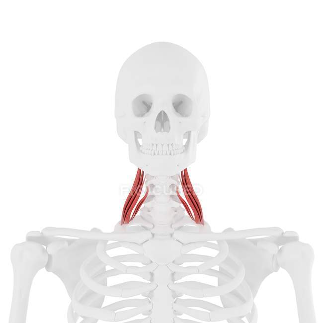 Человеческий скелет с детальной красной средней скаленовой мышцей, цифровая иллюстрация
. — стоковое фото