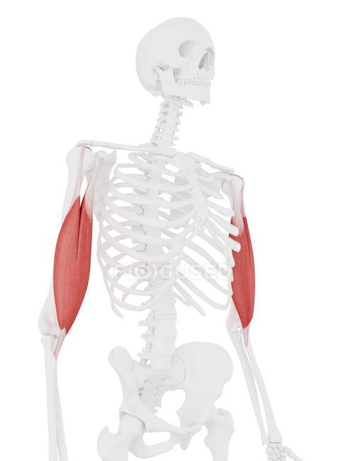 Parte del esqueleto humano con detallado músculo rojo del bíceps braquial, ilustración digital . - foto de stock