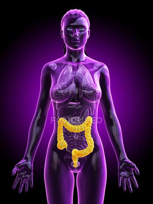Silhueta feminina com intestino grosso visível, ilustração digital . — Fotografia de Stock