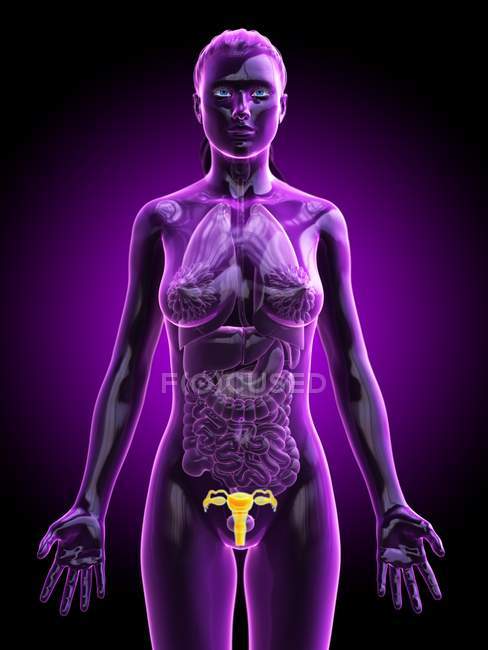 Cuerpo femenino abstracto con útero visible, ilustración digital . - foto de stock