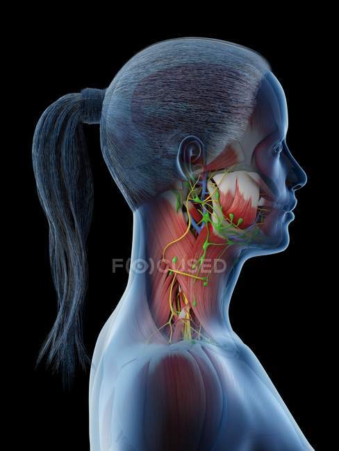 Corps féminin montrant l'anatomie du cou, illustration informatique
. — Photo de stock