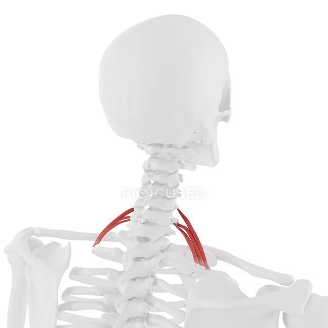 Scheletro umano con muscolo posteriore Scaleno di colore rosso, illustrazione digitale . — Foto stock