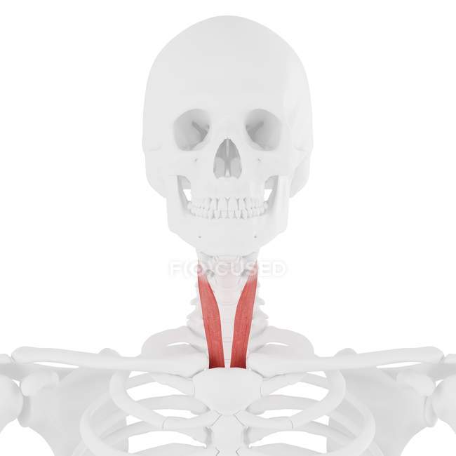 Modelo de esqueleto humano con músculo esternotiroideo detallado, ilustración por computadora
. — Stock Photo