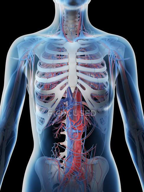 Sistema vascular da parte superior do corpo feminino, ilustração do computador . — Fotografia de Stock